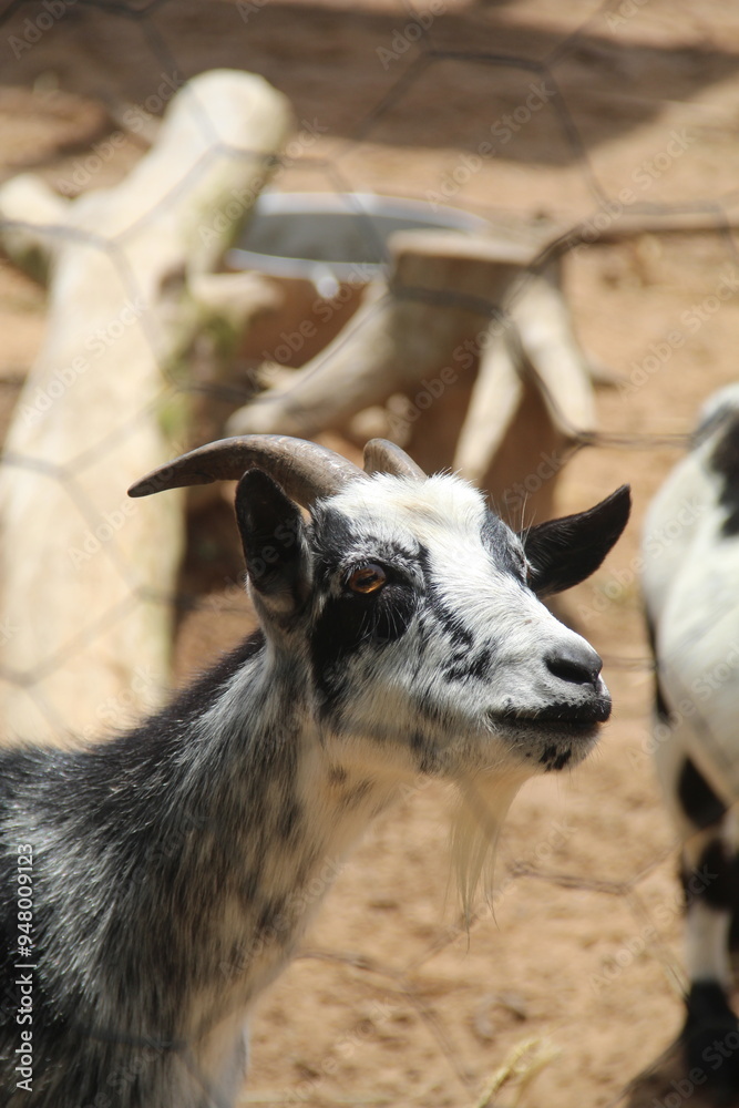 Naklejka premium cabra preto e branca