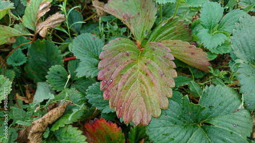 Strawberry Bushes with Red Spots on Green Leaves