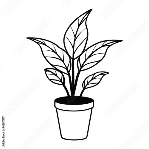 Houseplant Outline Design- Potted plant Clipart - Chinese evergreen plant  illustration in black and white