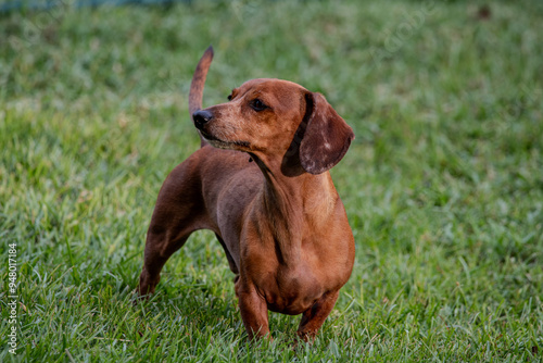 dachshund puppy in the grass