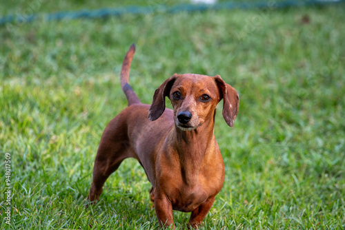 dachshund in the grass