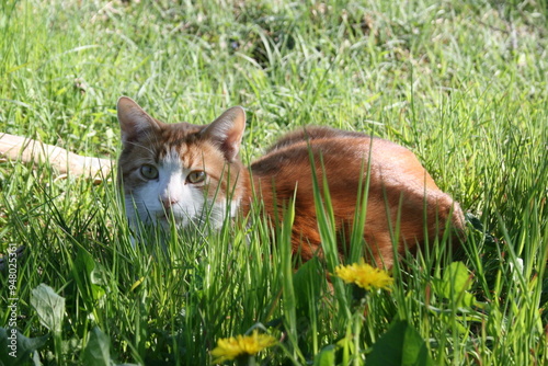 Roter Kater sitzt im Gras