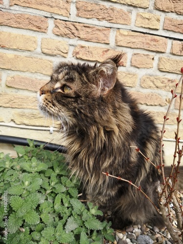 Alter Maine-Coon-Kater sitzt im Blumenbeet photo