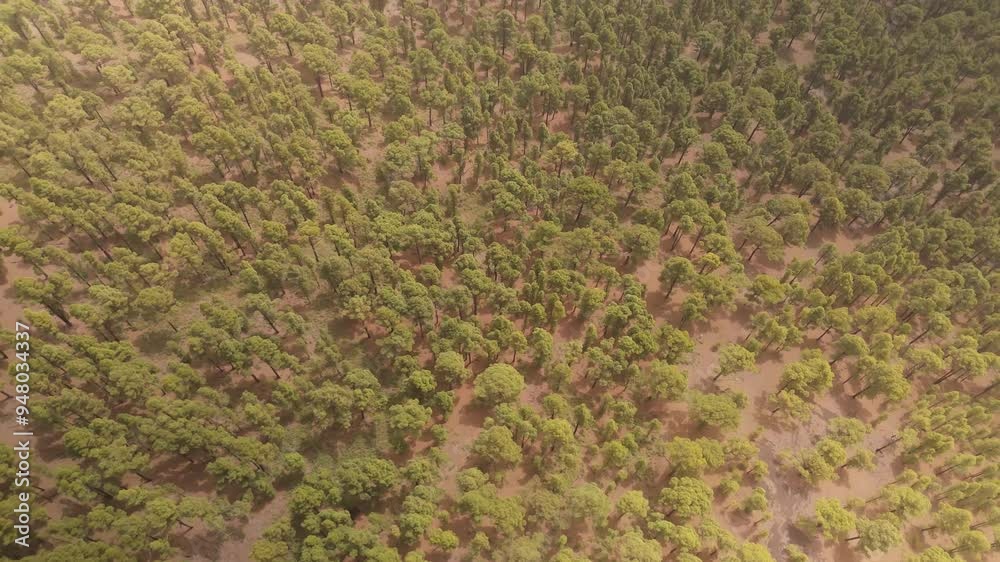 Aerial view of lush green forest with dense trees and serene landscape, Fuente de Los Roques, Las Caletas, La Palma, Canary Islands, Spain. Aerial view of lush green forest with dense trees and serene landscape, Fuente de Los Roques, Las Caletas, La Palma, Canary Islands, Spain.