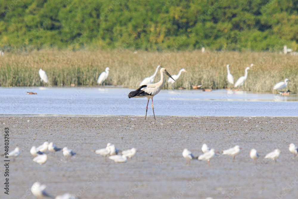 Oriental Stork with Other Migration Birds at a Wetland Sanctuary in the Morning Light, Mai Po Natural Reserve, Hong Kong Oriental Stork with Other Migration Birds at a Wetland Sanctuary in the Morning Light, Mai Po Natural Reserve, Hong Kong