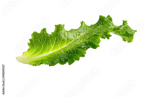Single Fresh Leaf of Green Butterhead Lettuce, Isolated on White
