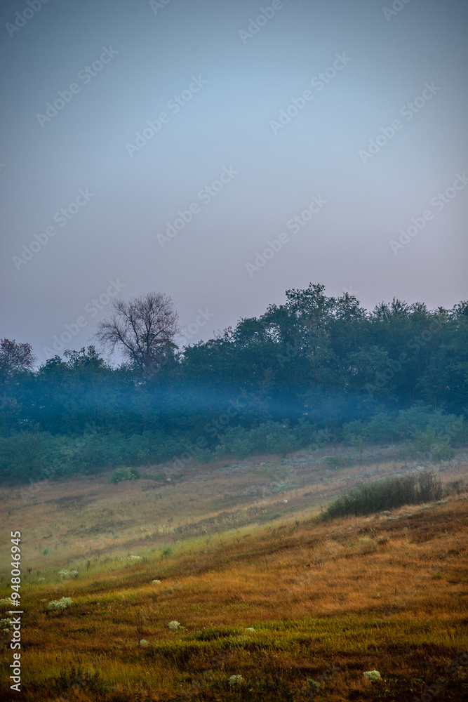 Naklejka premium Summer morning with fog , green field , green trees , forest at summer . Yellow sunrise over the trees , sunny days . Fog over the trees and field , tree on field with grass , beautiful landscape