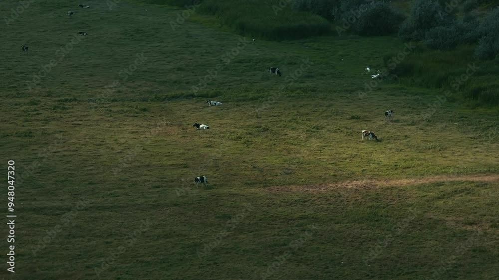 Cows graze peacefully in a wide green meadow during the late afternoon, aerial view Cows graze peacefully in a wide green meadow during the late afternoon, aerial view