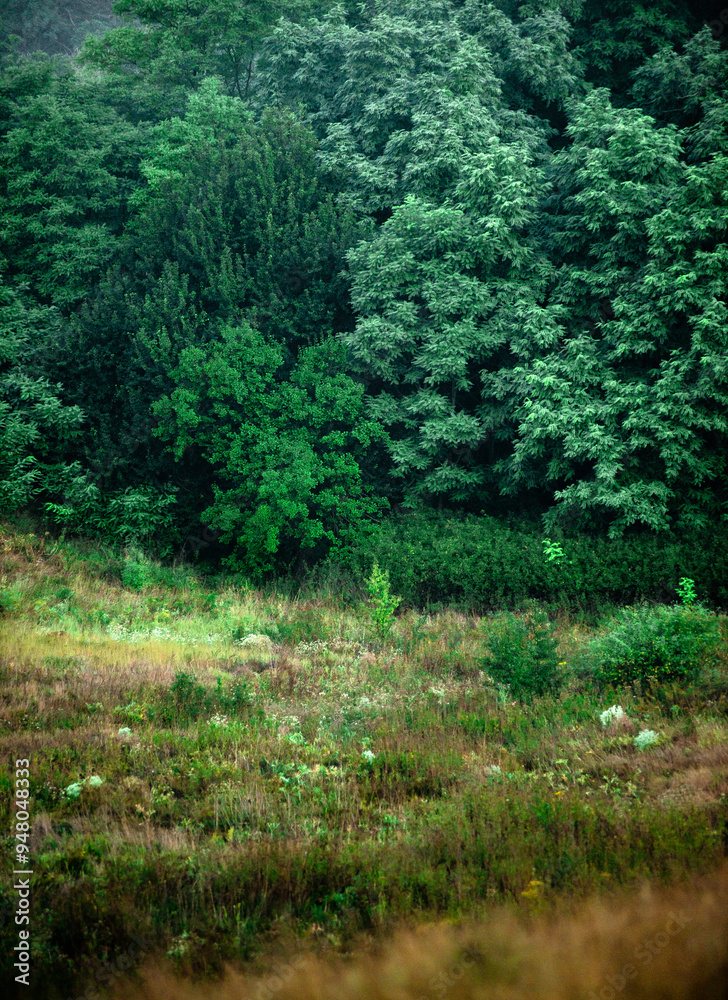 Obraz premium Summer morning with fog , green field , green trees , forest at summer . Yellow sunrise over the trees , sunny days . Fog over the trees and field , tree on field with grass , beautiful landscape 