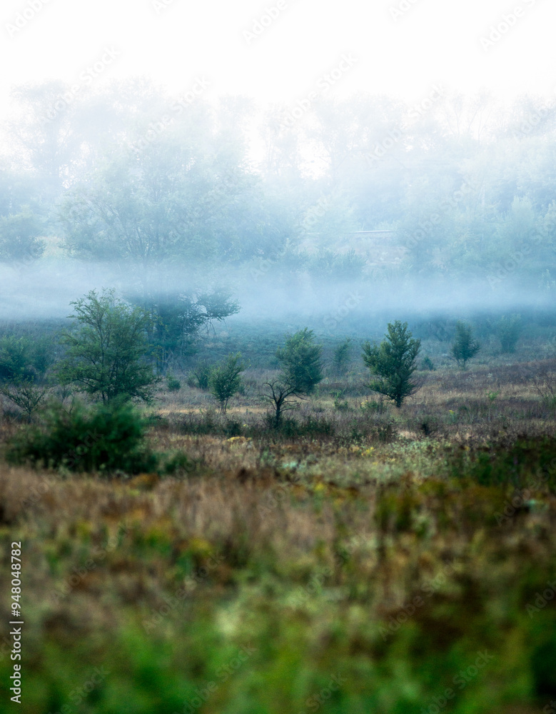 Fototapeta premium Summer morning with fog , green field , green trees , forest at summer . Yellow sunrise over the trees , sunny days . Fog over the trees and field , tree on field with grass , beautiful landscape 