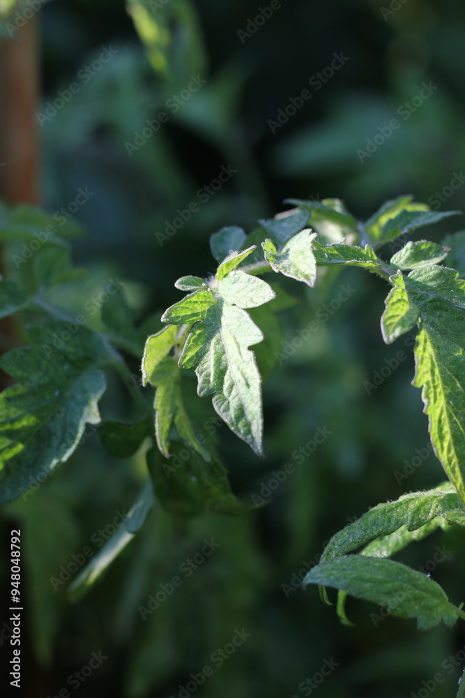 Obraz premium Tomato plant growing in the garden.