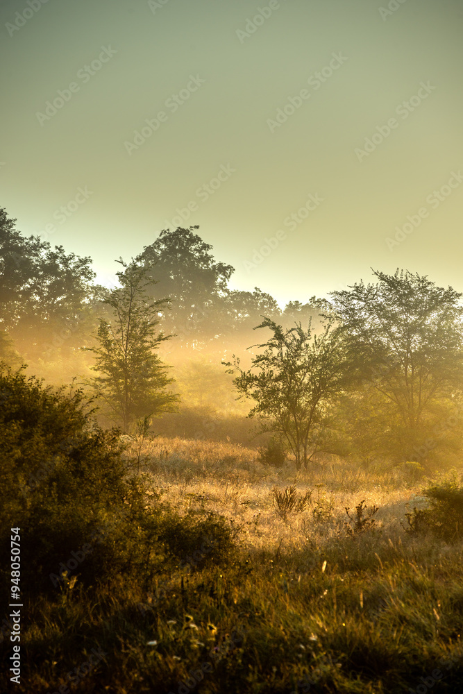 Summer landscape with sunlights , wild nature ,. foggy . Golden sun , yellow colors . Green grass. Trees on the field , beautiful colors in landscape Summer landscape with sunlights , wild nature ,. foggy . Golden sun , yellow colors . Green grass. Trees on the field , beautiful colors in landscape