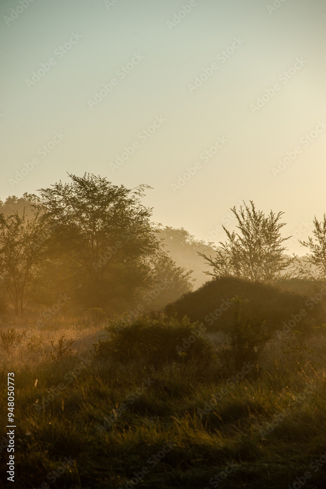 Summer landscape with sunlights , wild nature ,. foggy . Golden sun , yellow colors . Green grass. Trees on the field , beautiful colors in landscape Summer landscape with sunlights , wild nature ,. foggy . Golden sun , yellow colors . Green grass. Trees on the field , beautiful colors in landscape