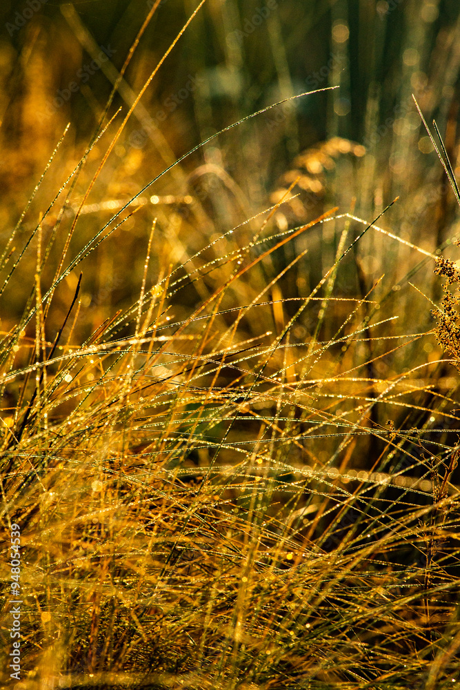 Fototapeta premium Summer landscape with sunlights , wild nature ,. foggy . Golden sun , yellow colors . Green grass. Trees on the field , beautiful colors in landscape