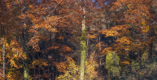 La Grevolosa Beech Forest, Catalonia photo