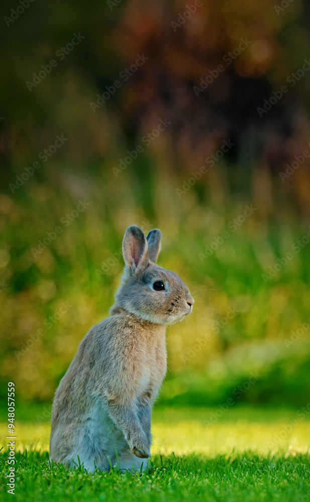 Fototapeta premium Cute rabbit standing on its hind legs on a lush green meadow, surrounded by nature.