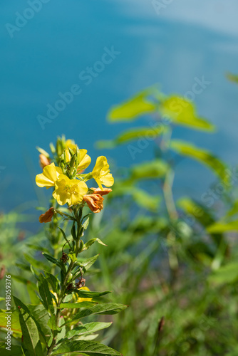 青い池に映える月見草の黄色い花 photo