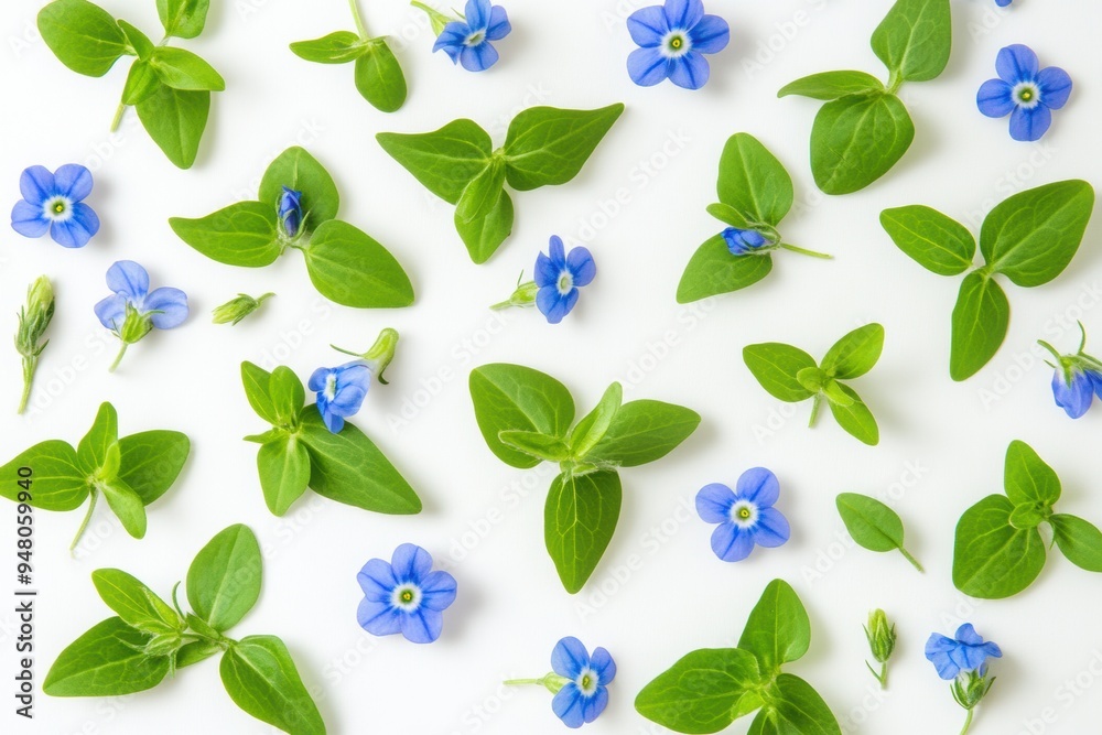 Fresh spring blue flowers green leaves pattern on white background