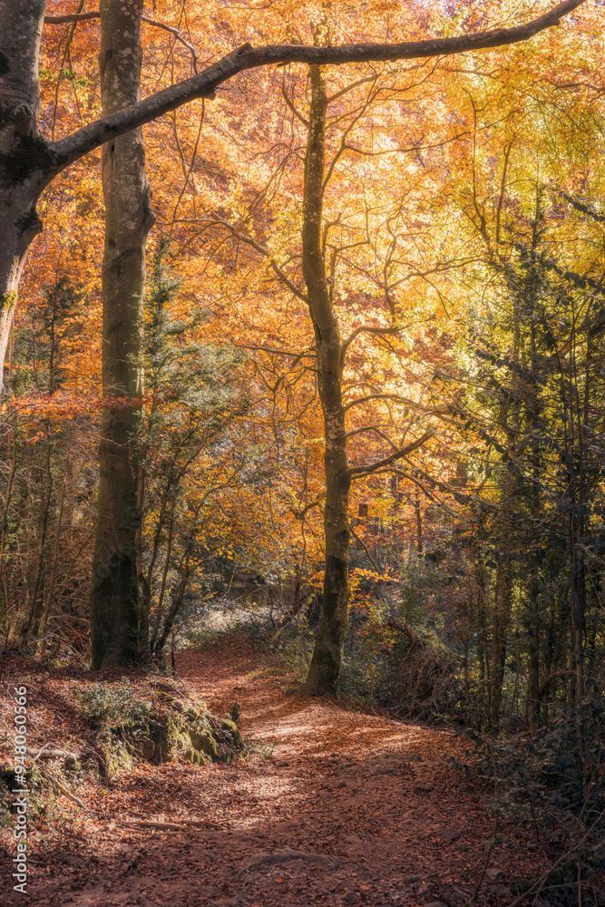 Fototapeta premium La Grevolosa Beech Forest, Catalonia
