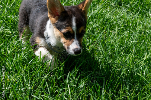 A young playful corgi puppy playing in the backyard.