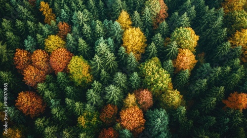 A eye view of a forest with a mix of green summer trees and patches of autumn colors spreading throughout