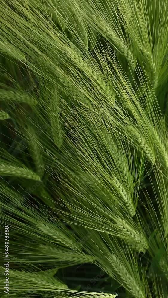 Raw product. Close up view of growing green wheat on agricultural field. Raw product. Close up view of growing green wheat on agricultural field.