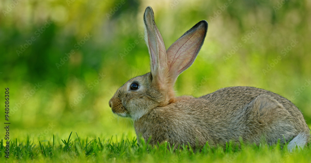 Fototapeta premium A picturesque meadow with a small rabbit on a clear sunny day.