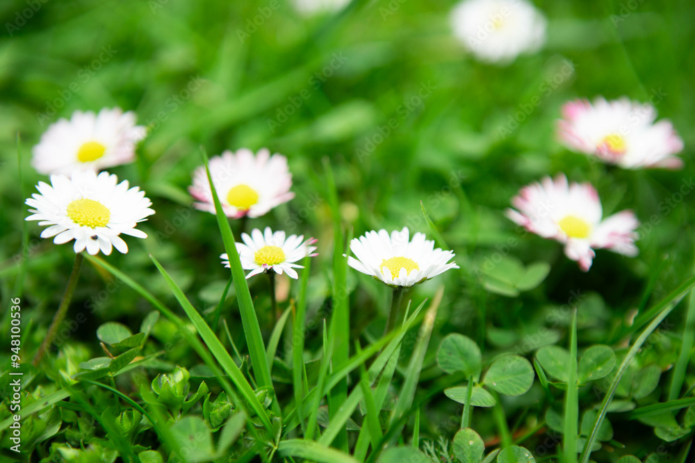 Still life green grass, white chamomile flowers, good luck clover Still life green grass, white chamomile flowers, good luck clover