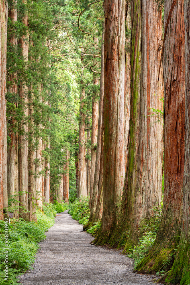Togakushi Shrine in Nagano, Japan with the Cedar Trees Togakushi Shrine in Nagano, Japan with the Cedar Trees