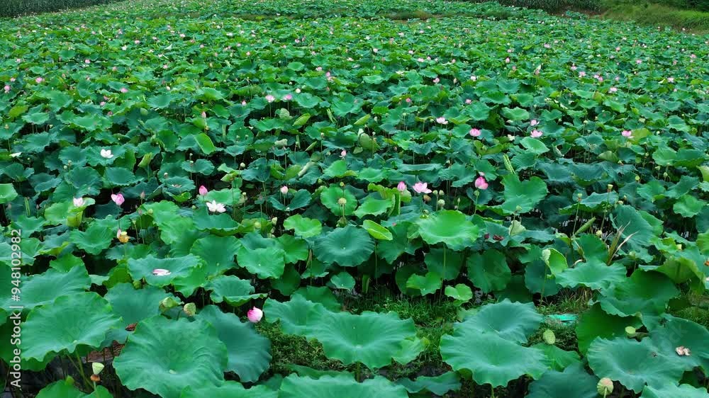 aerial video of beautiful lotus pond with lotus flowers and leaves aerial video of beautiful lotus pond with lotus flowers and leaves
