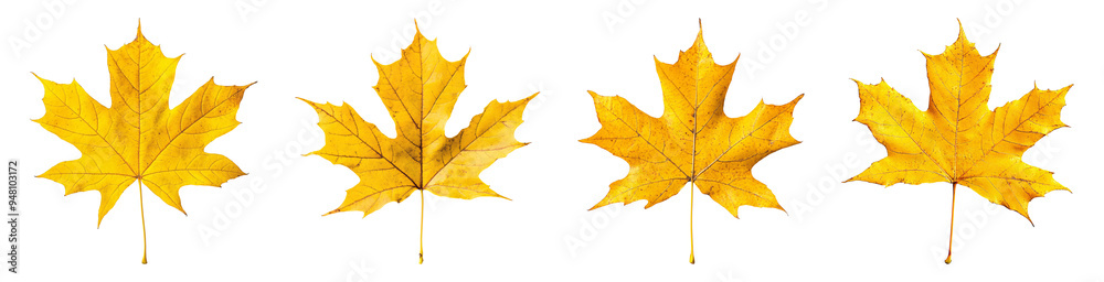 Yellow Maple leaf isolated, PNG set. Yellow Maple leaf isolated, PNG set.