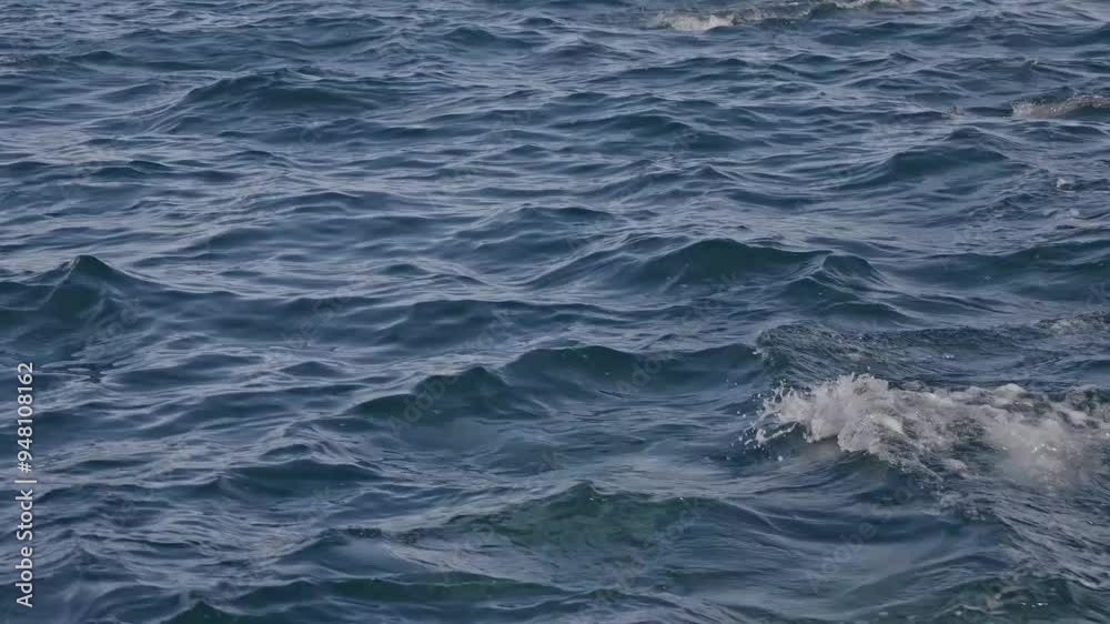 Slow motion of a pod of dolphins swimming across the ocean in natural habitat. Wild playful dolphins hunting fish in South Africa at sunset. Sardine run. Wildlife, marine sea scape, mammal animals. Slow motion of a pod of dolphins swimming across the ocean in natural habitat. Wild playful dolphins hunting fish in South Africa at sunset. Sardine run. Wildlife, marine sea scape, mammal animals.