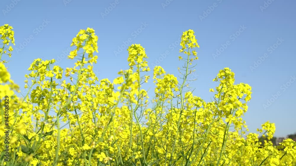 blooming golden rapeseed flowers blooming golden rapeseed flowers
