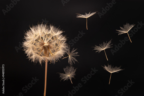 dandelion seeds fly from a flower on a dark background. botany and bloom growth propagation photo