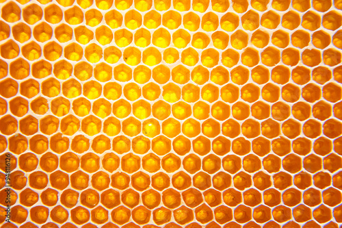 bee fresh honey in combs. background and texture. vitamin natural food. bee work product