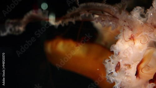 Video 4k 3840x2160 50fps Meduse Closeup magnifique gros plan aquarium fond d'écran illustration photo