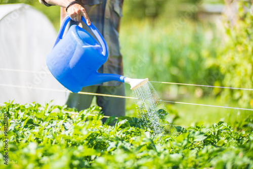 A farmer with a garden watering can is watering vegetable plants in summer. Gardening concept. Agriculture plants growing in bed row