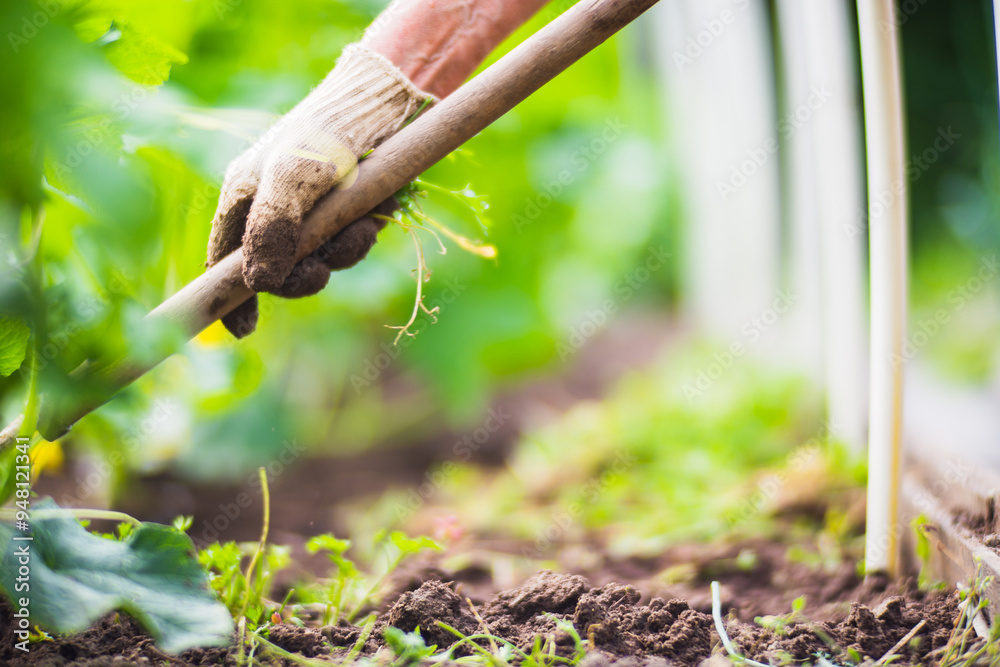 Weeding Definition Weeding beds with agricultura plants growing in the garden. Weed ...