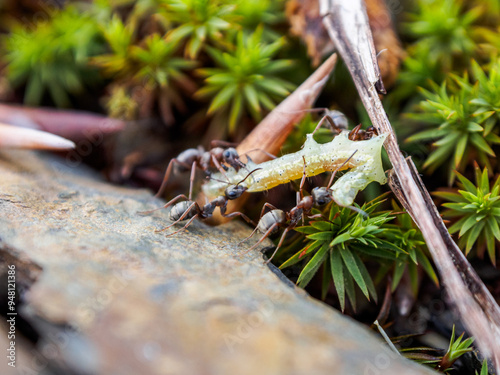 Ants working in a community demonstrate organization and diligence in finding food for the colony photo