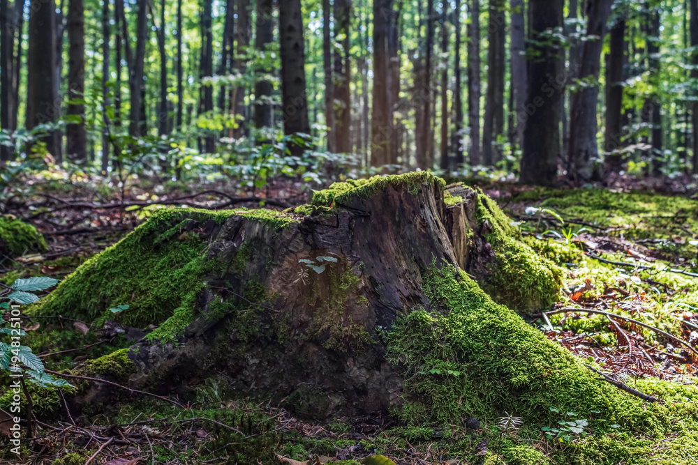 Landscapes - Macro - Forest - Europe, Romania, Suceava region Landscapes - Macro - Forest - Europe, Romania, Suceava region