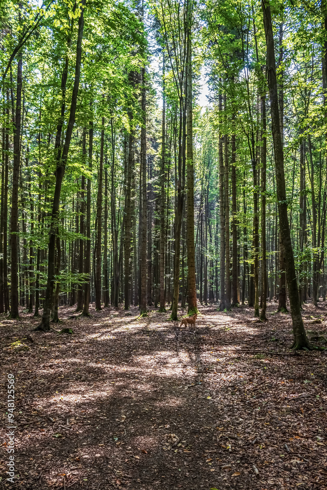 Fototapeta premium Landscapes - Macro - Forest - Europe, Romania, Suceava region