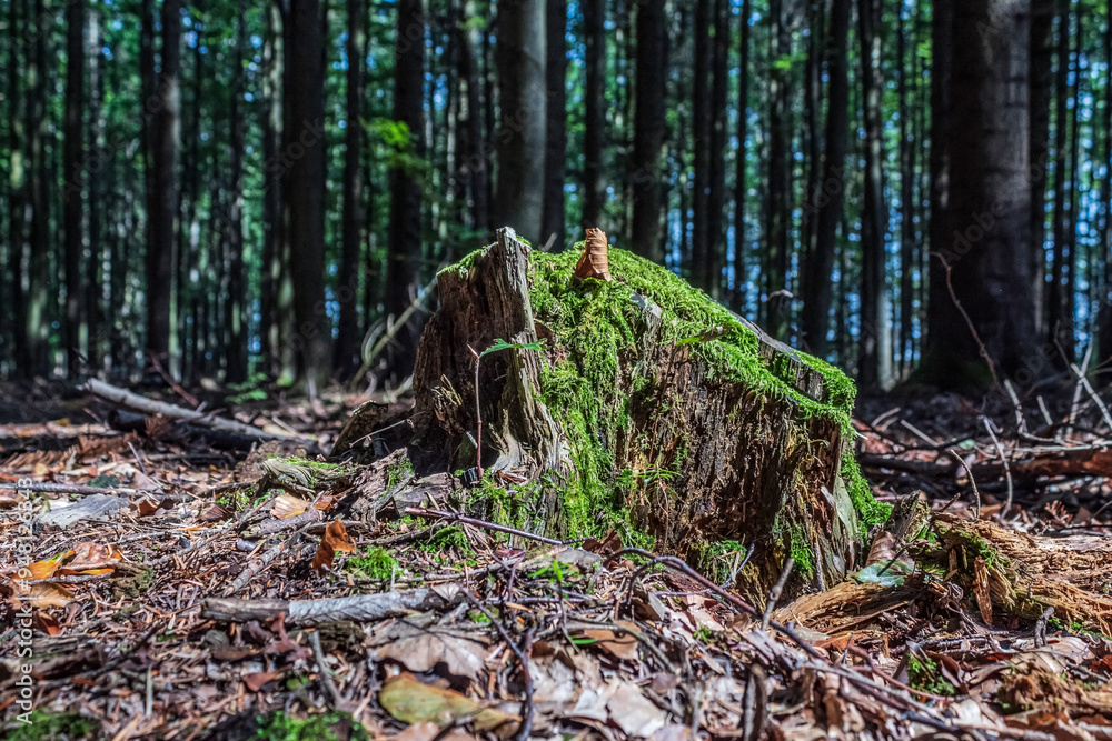 Landscapes - Macro - Forest - Europe, Romania, Suceava region Landscapes - Macro - Forest - Europe, Romania, Suceava region