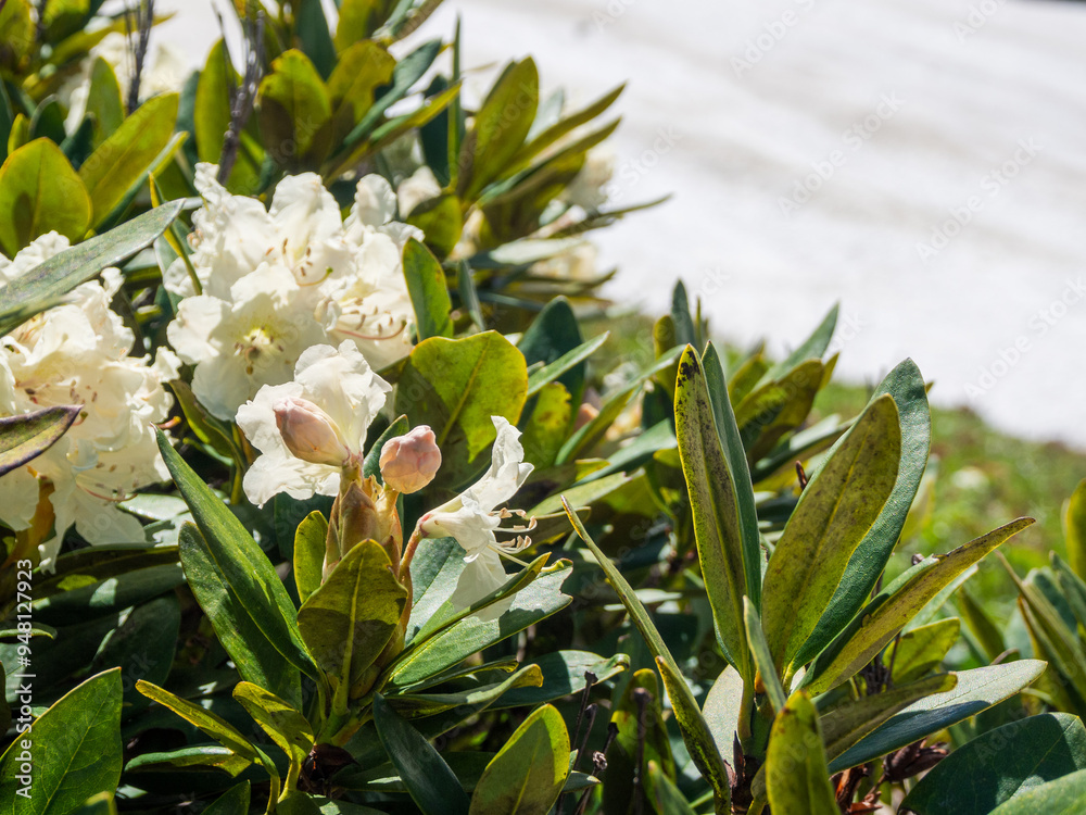 Fototapeta premium Blooming alpine rhododendrons against the backdrop of unmelting snow in alpine meadows create a unique contrast of nature