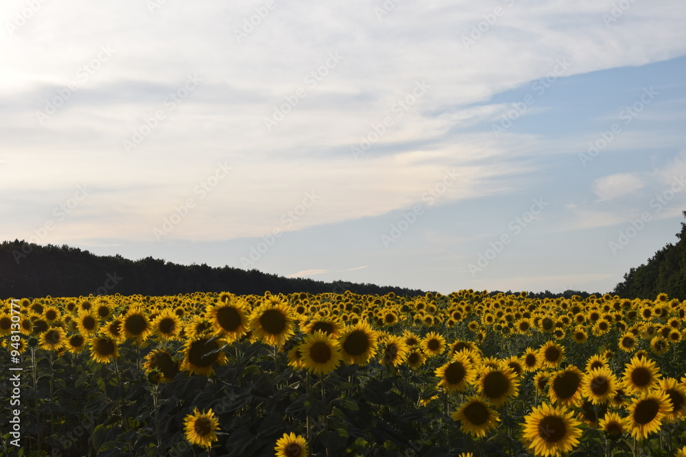 Fototapeta premium field of sunflowers