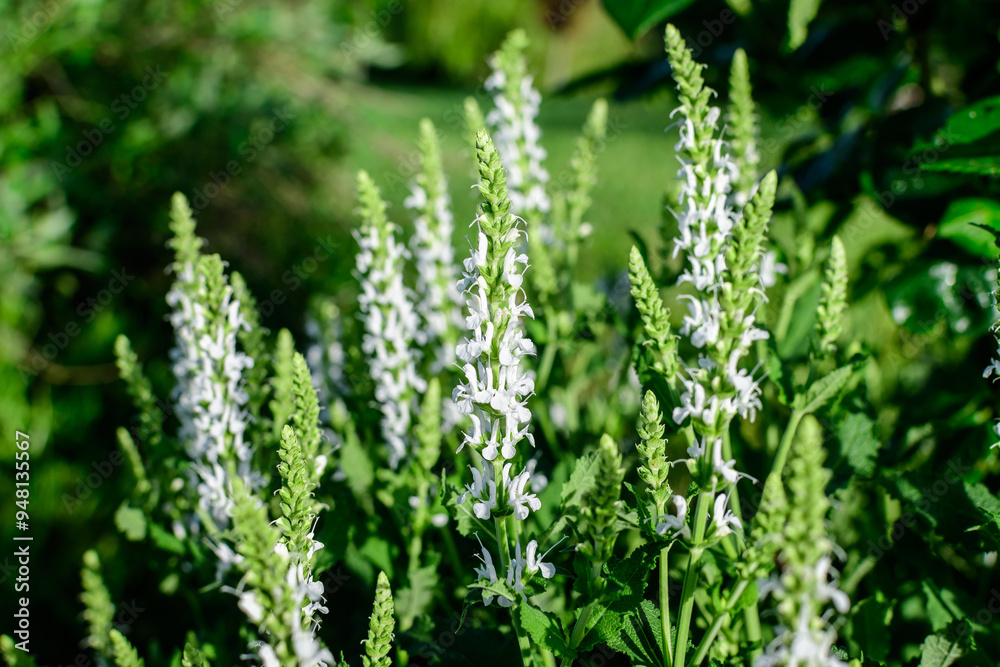 Fototapeta premium Large evergreen shrub with flowers of Salvia White Rain (Whorled Sage) perenial plant and vivid green leaves in a garden in a sunny summer day.