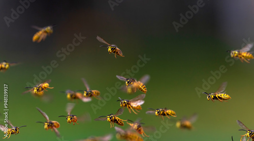 swarm of dangerous striped stinging insects wasps fly against the background ...