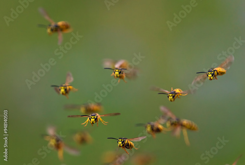 swarm of dangerous striped stinging insects wasps fly against the background of a green summer garden photo