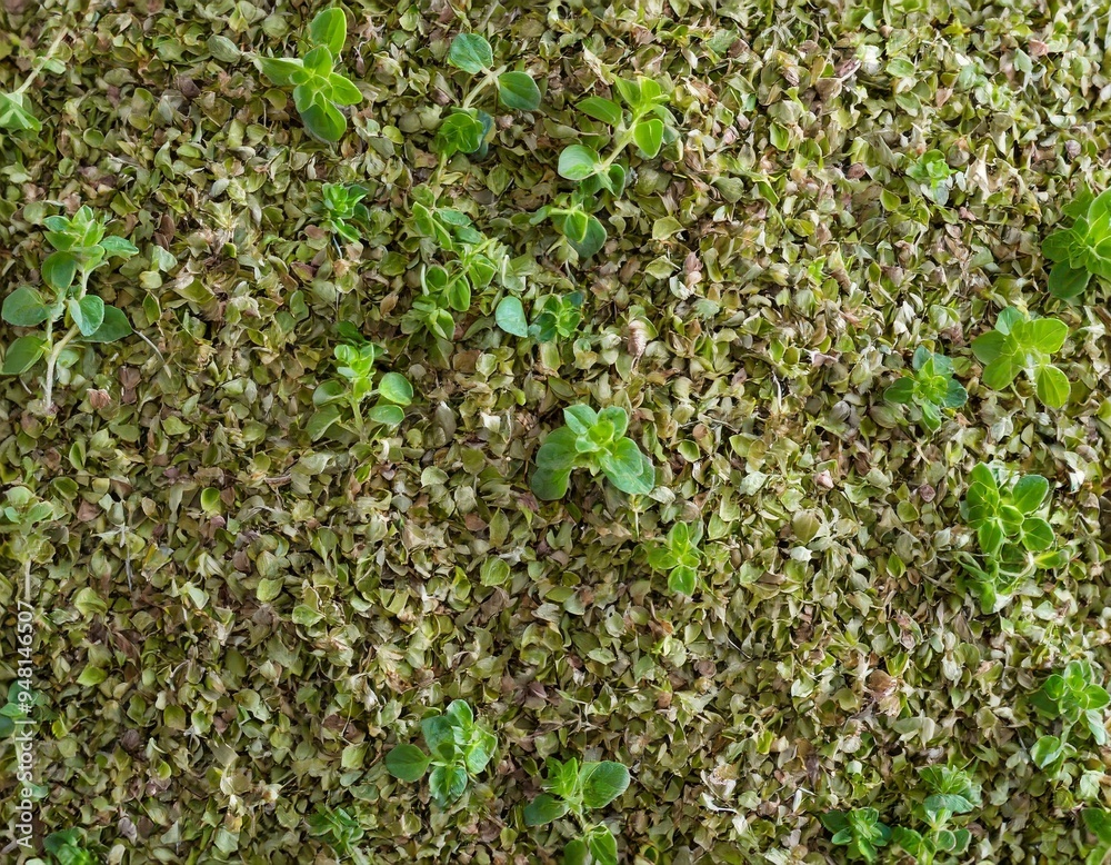 Obraz premium Oregano