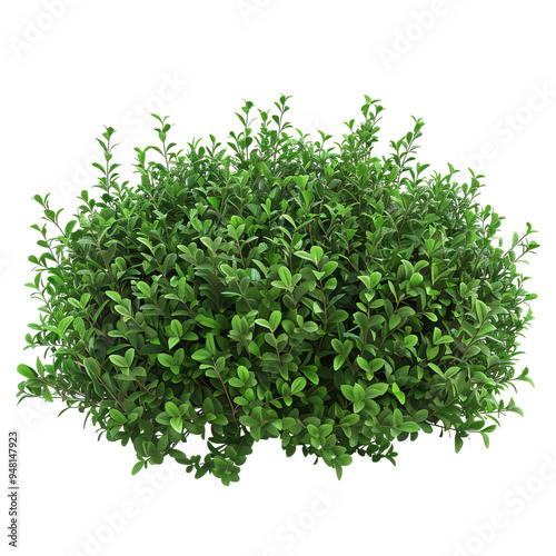 bush with small leaves isolated on white