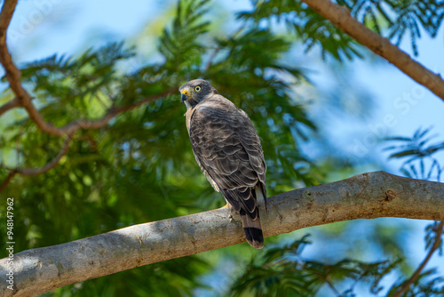 Roadside Hawk (Rupornis magnirostris), Gavião-carijó photo